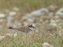 Little Ringed Plover