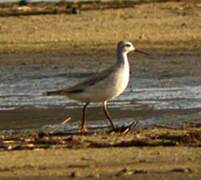 Phalarope de Wilson