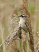 Sedge Warbler