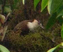 White-throated Mountain Babbler