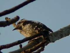 Grey-capped Pygmy Woodpecker