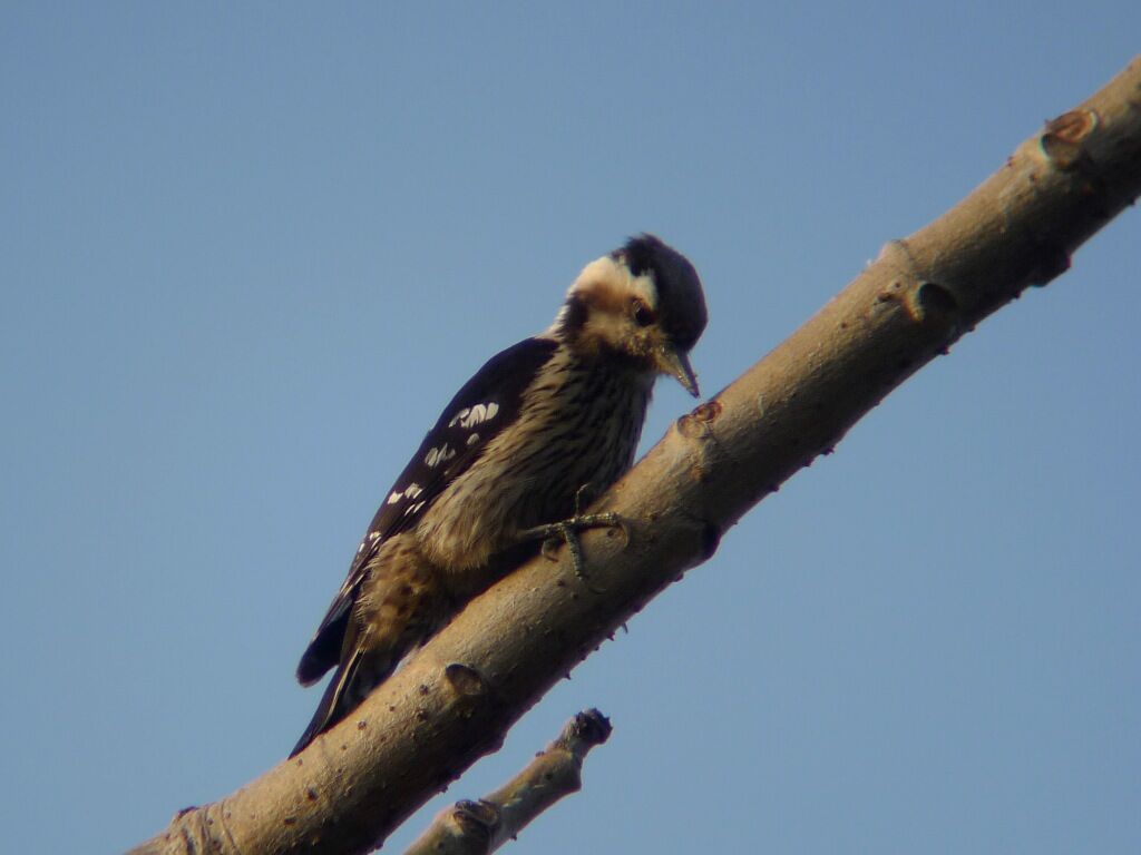 Grey-capped Pygmy Woodpecker