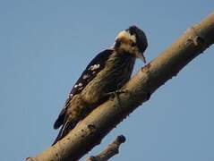 Grey-capped Pygmy Woodpecker