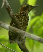 Brown-eared Woodpecker