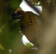 Brown-eared Woodpecker