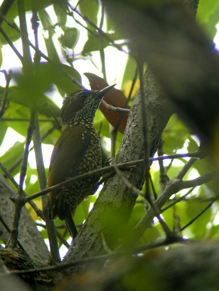 Brown-eared Woodpecker