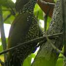 Pic à oreillons bruns