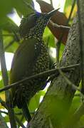 Brown-eared Woodpecker