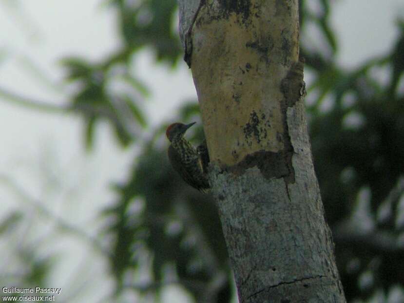 Gabon Woodpecker male adult