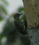 Gabon Woodpecker