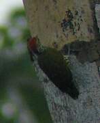 Gabon Woodpecker