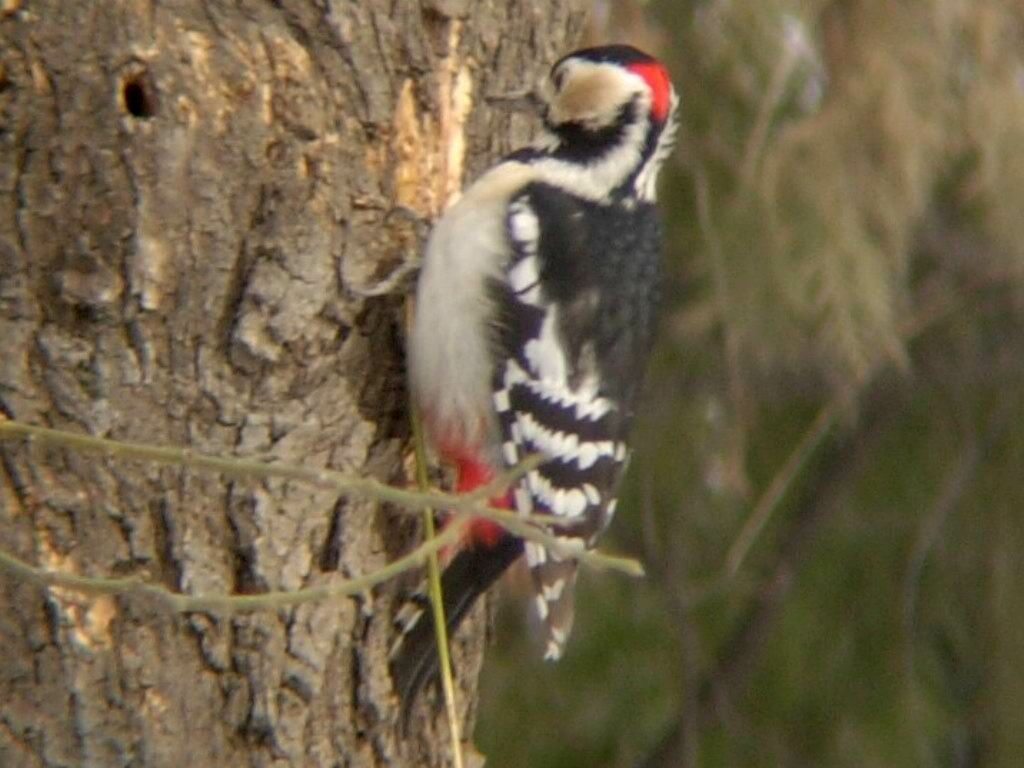 Great Spotted Woodpecker