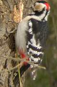 Great Spotted Woodpecker