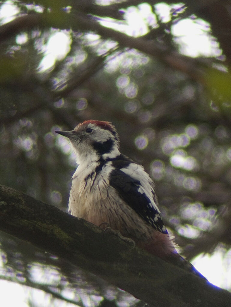 Middle Spotted Woodpeckeradult