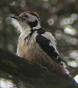 Middle Spotted Woodpecker