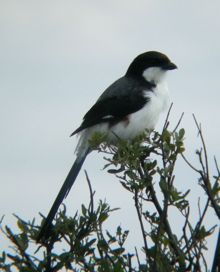 Long-tailed Fiscal female adult, identification