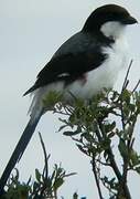 Long-tailed Fiscal