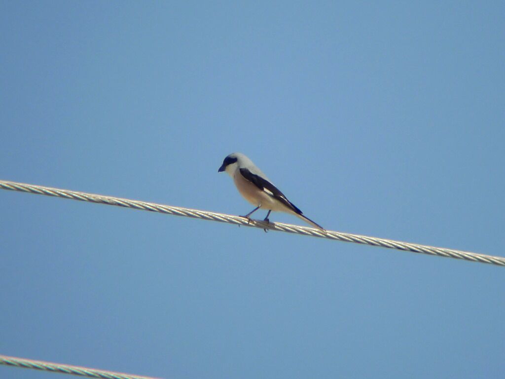 Lesser Grey Shrikeadult