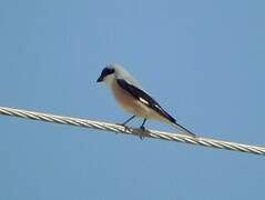 Lesser Grey Shrike