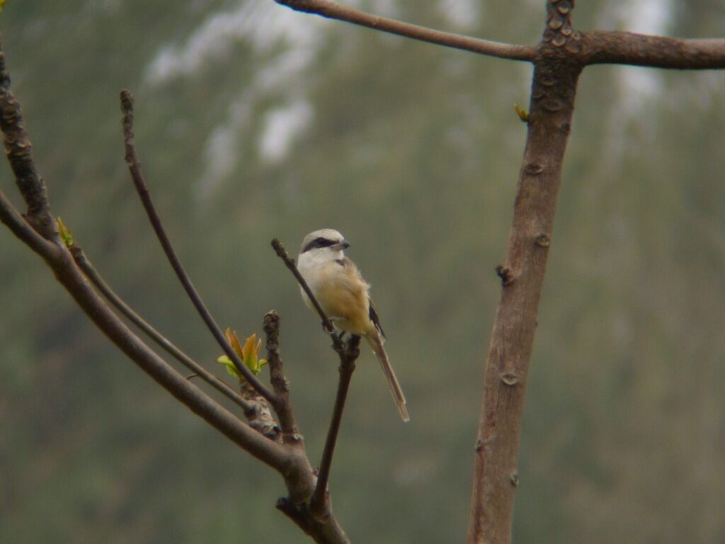 Brown Shrike male