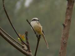 Brown Shrike