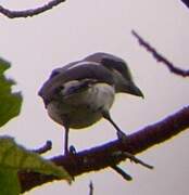 Mackinnon's Shrike