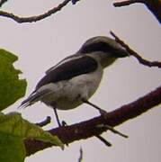 Mackinnon's Shrike