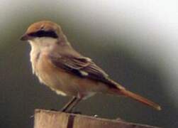 Red-tailed Shrike