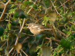 Masked Shrike