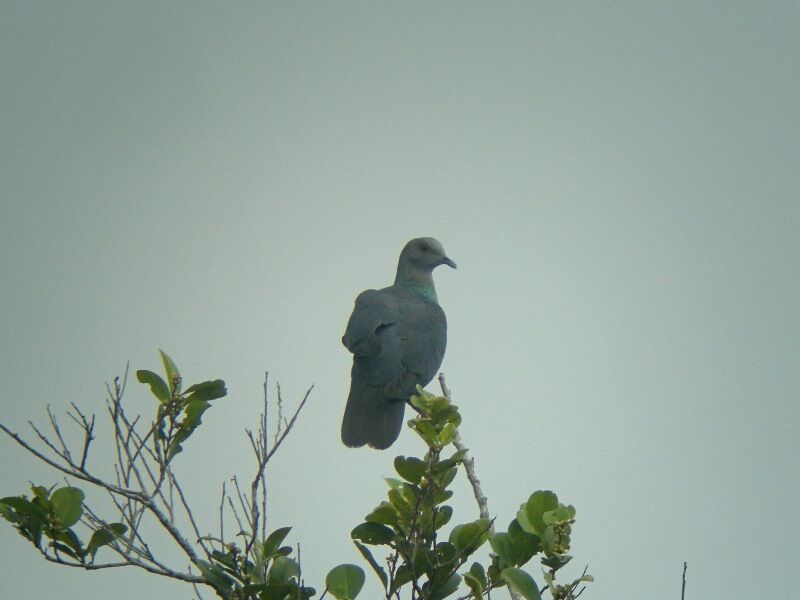 Western Bronze-naped Pigeonadult, identification