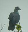 Pigeon à nuque bronzée