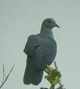 Western Bronze-naped Pigeon