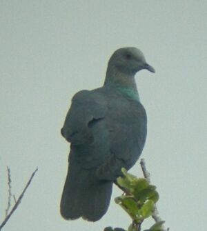 Pigeon à nuque bronzée