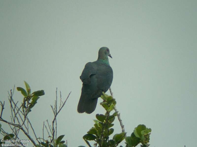 Pigeon à nuque bronzéeadulte