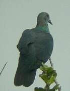 Pigeon à nuque bronzée