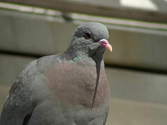 Pigeon colombin