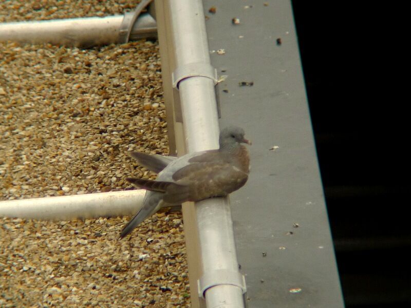 Pigeon ramier1ère année