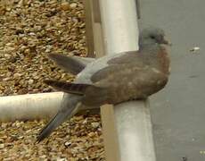 Common Wood Pigeon