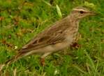 Pipit à longues pattes