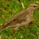 Pipit à longues pattes