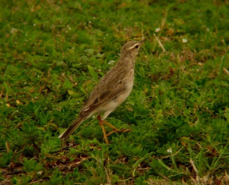 Long-legged Pipit