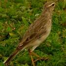 Pipit à longues pattes