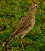 Long-legged Pipit