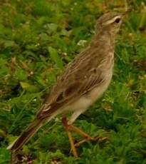 Pipit à longues pattes