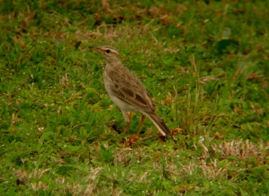 Pipit à longues pattes