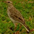 Pipit à longues pattes