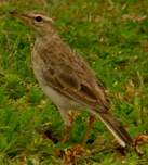 Pipit à longues pattes