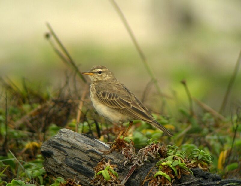 Long-legged Pipitadult