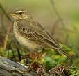 Pipit à longues pattes