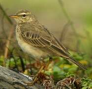 Long-legged Pipit